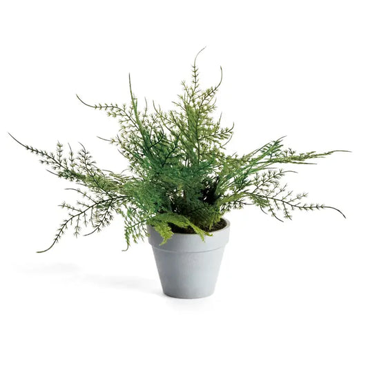 Mini Plumosa Fern Potted Plant