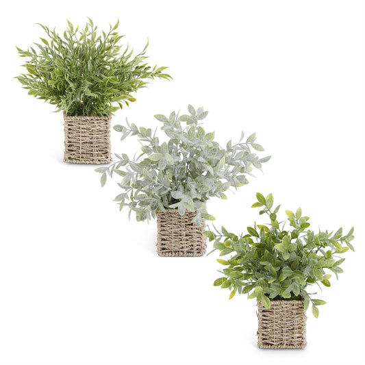 Assorted 12 Inch Herbs in Square Woven Baskets (3 S