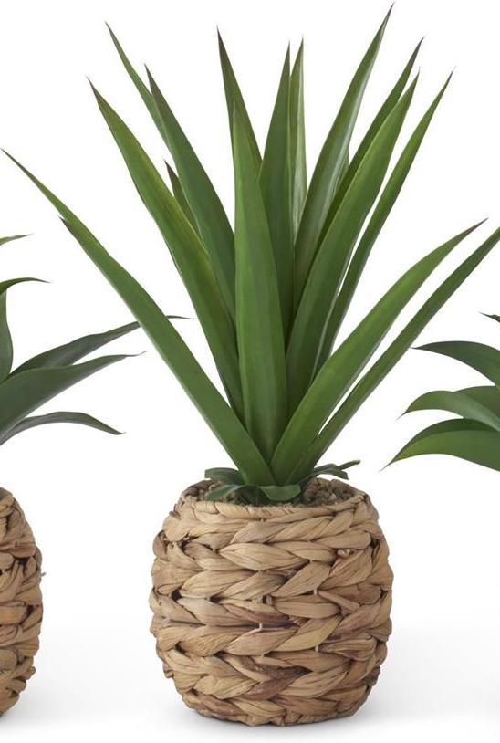 Tall Tropical Foliage Plants in Woven Round Pot