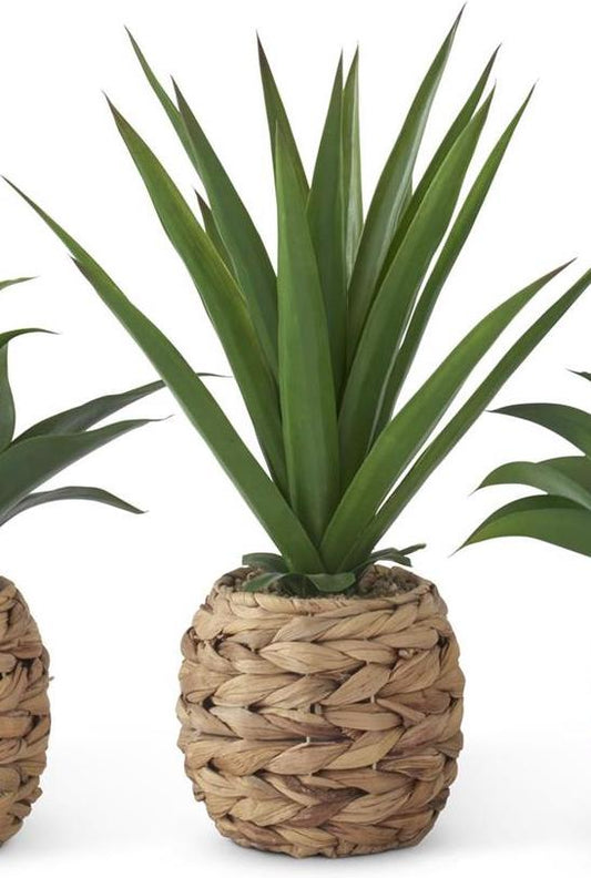 Tall Tropical Foliage Plants in Woven Round Pot