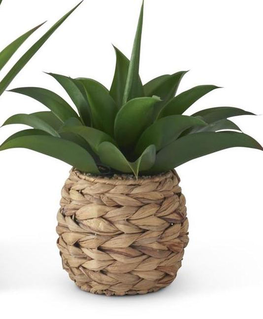 Small Tropical Foliage Plants in Woven Round Pot