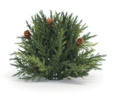 ARBORVITAE HALF ORB 8.5"D