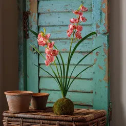 Berry Cymbidium Orchid in Moss Ball