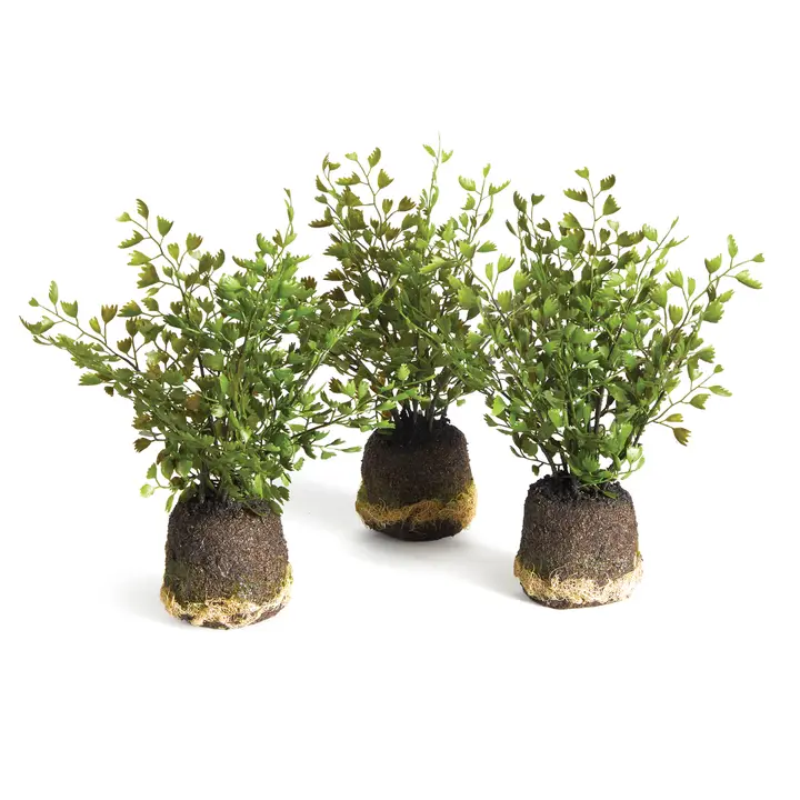 Boston Fern 7" Drop-Ins