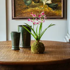 Mini Vanda Orchid in Moss Ball Small Lavender