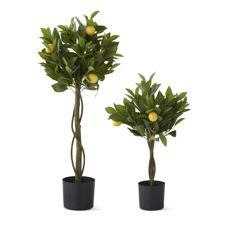 Small Twisted Lemon Tree