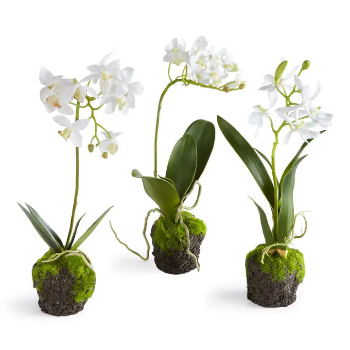 Dendrobium Orchid Drop-Ins 12"