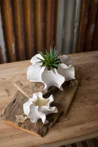 Large Organic Ceramic Planters