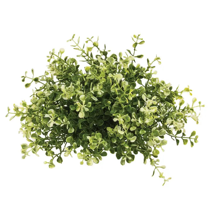 Cream Tipped Baby's Grass Half Sphere - 9" X 7"