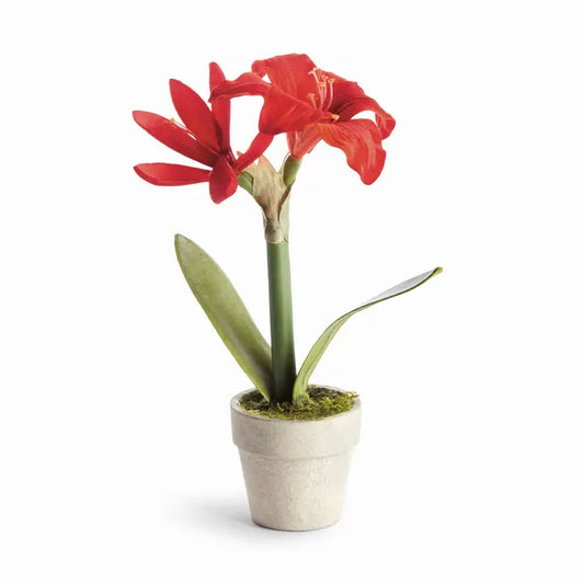 Mini Amaryllis Potted Drop-In 9" Red