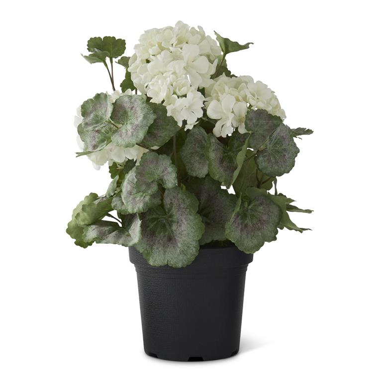 14.5" White Potted Geranium