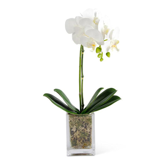 17" White Orchid in Square Glass Container