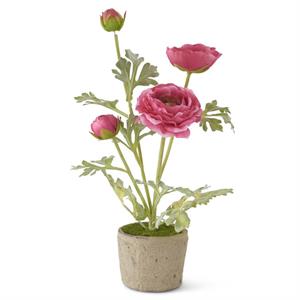 14" Pink Ranunculus in Clay Pot