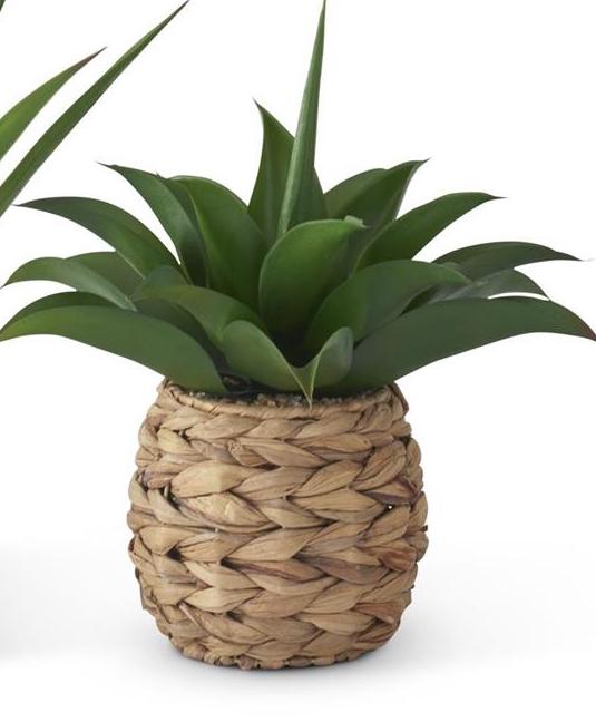 Small Tropical Foliage Plants in Woven Round Pot