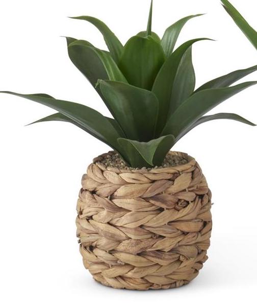 Medium Tropical Foliage Plants in Woven Round Pot