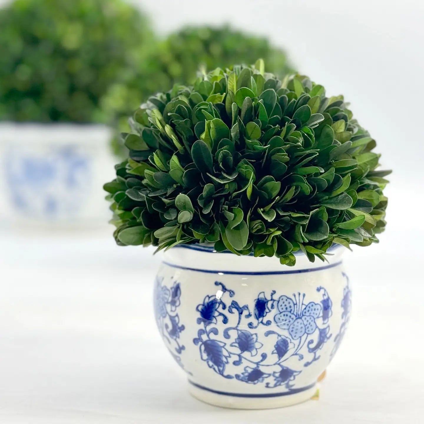 Boxwood Ball Topiary in Blue & White Ceramic Pot