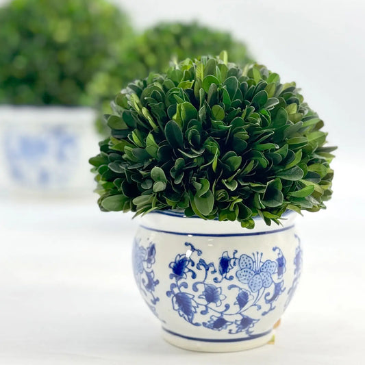 Boxwood Ball Topiary in Blue & White Ceramic Pot
