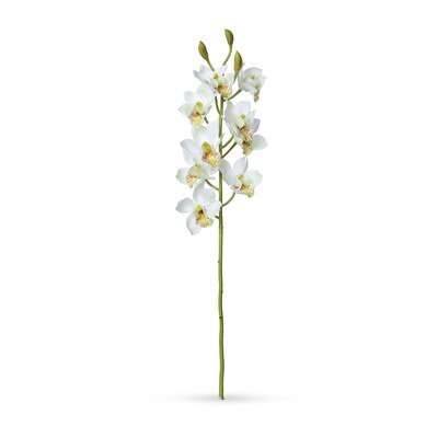Cymbidium Orchid Stem, Cream