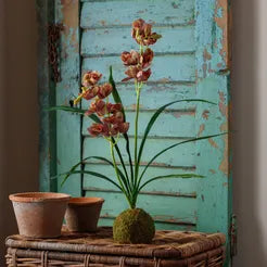 Brown-Green Cymbidium in Moss Ball