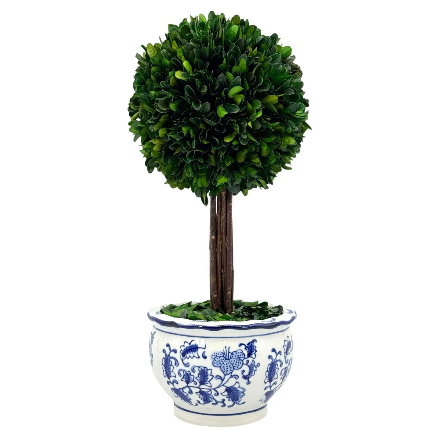 Boxwood Ball Topiary Tree in Blue & White Ceramic Pot