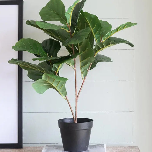 22x22x24"H Poted Fiddle Leaf Tree