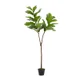Fiddle Leaf Fig Tree