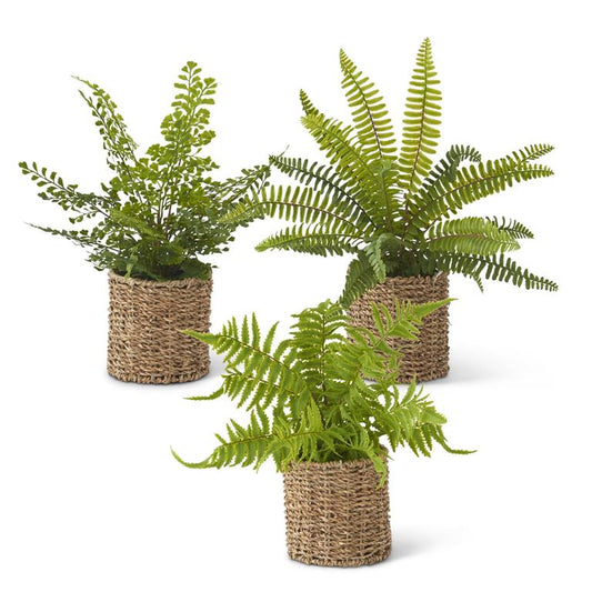 Assorted Ferns in Round Woven Basket